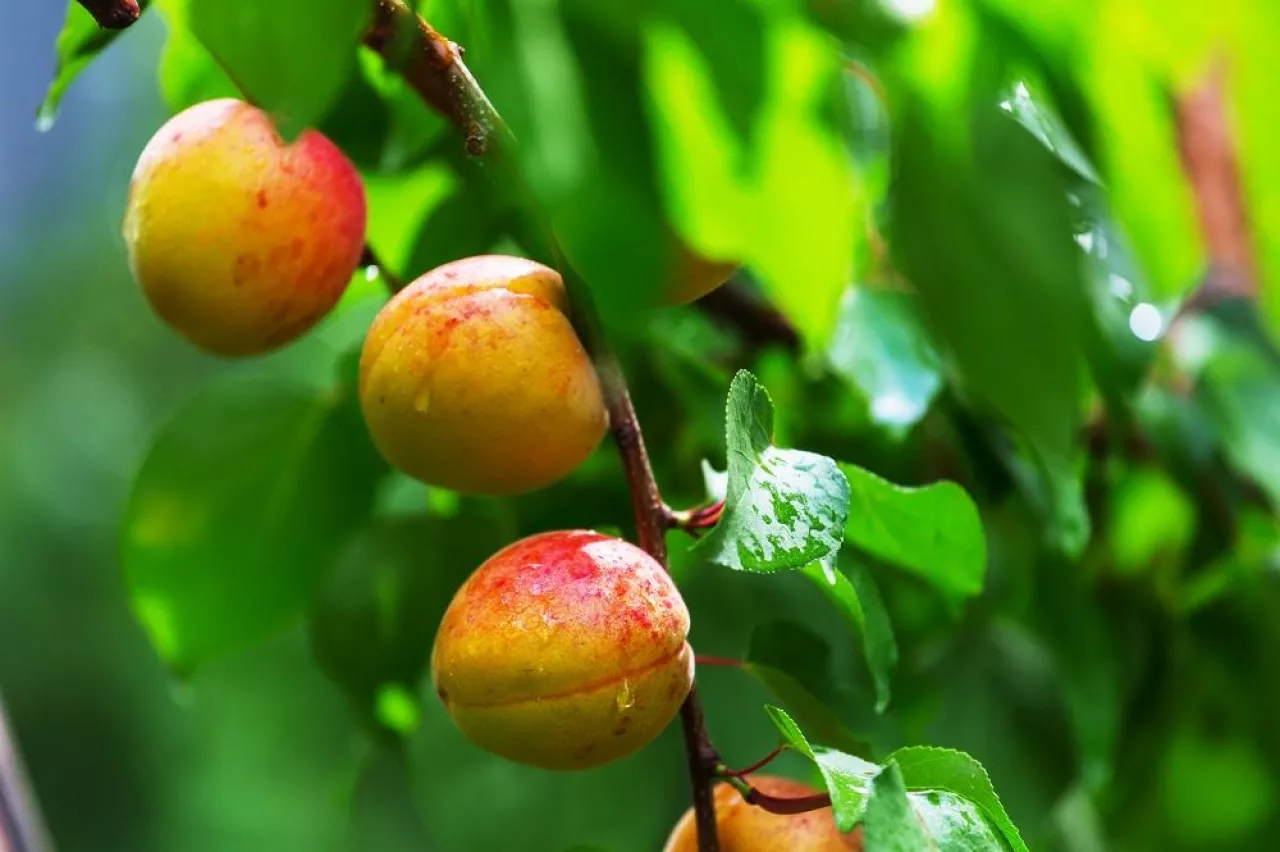 A branch with apricots and green leaves in summer garden