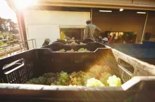 Harvested grapes in boxes ready to be crushed. Crates full of grapes after harvesting ready to unload at the wine factory.