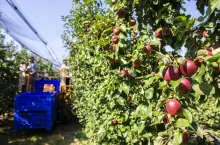 Harvest apples in big industrial apple orchard. Machine for picking apples. Concept for growing and harvesting apples through automatization. Sunny day. Red apples in farm. Contemporary apple farm.