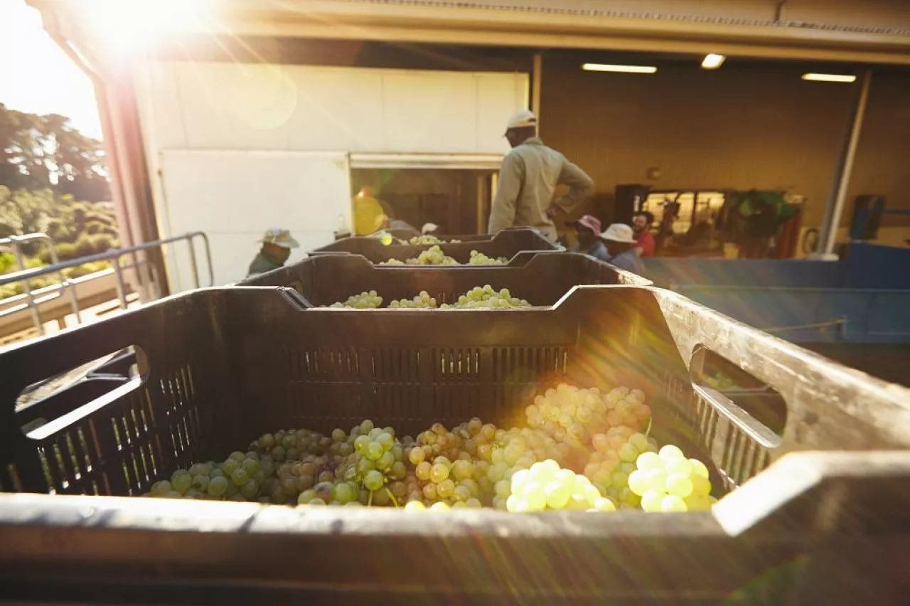 Harvested grapes in boxes ready to be crushed. Crates full of grapes after harvesting ready to unload at the wine factory.