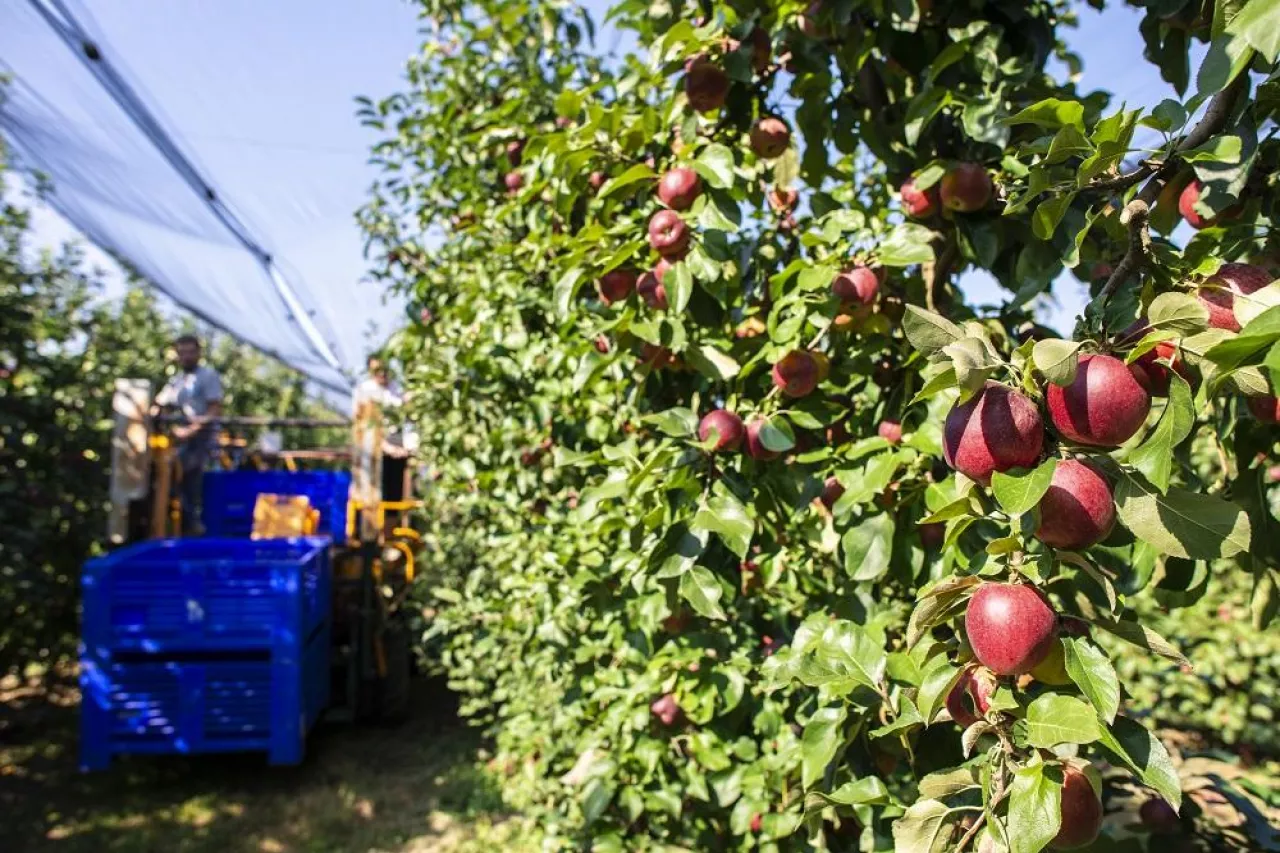 Harvest apples in big industrial apple orchard. Machine for picking apples. Concept for growing and harvesting apples through automatization. Sunny day. Red apples in farm. Contemporary apple farm.