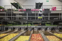 Worker checking apple washing process