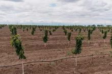 Nature scene with cherry tree. Plantation of cherry trees in springtime. Fruit orchard in the spring. Field fruits rows growing with cloudscape.