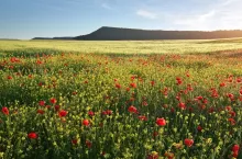 Spring flowers in meadow at sunset. Beautiful landscapes.