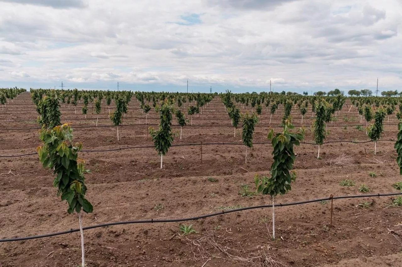 Nature scene with cherry tree. Plantation of cherry trees in springtime. Fruit orchard in the spring. Field fruits rows growing with cloudscape.