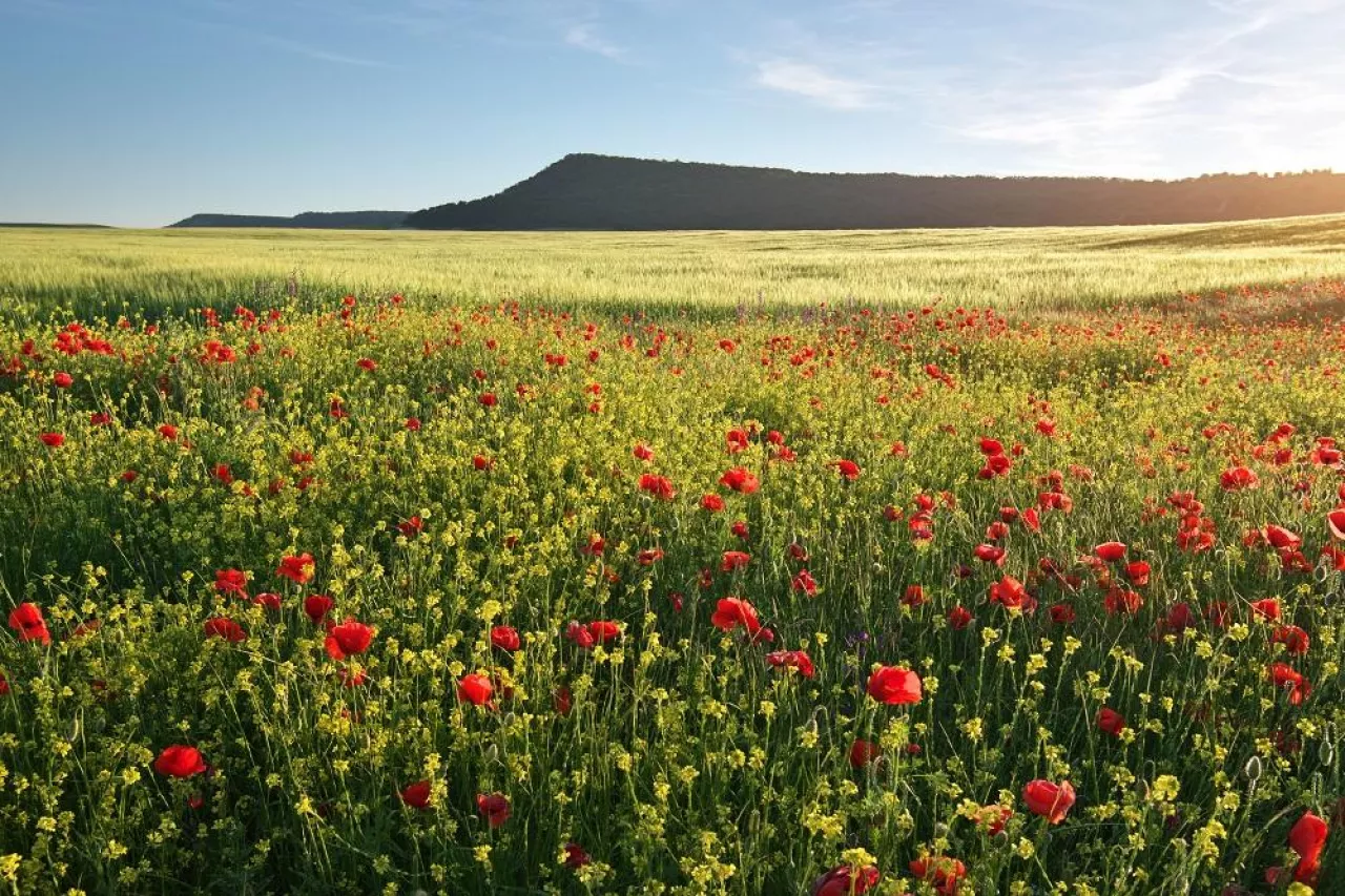 Spring flowers in meadow at sunset. Beautiful landscapes.
