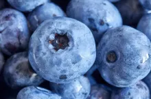 Extreme close up picture of ripe and fresh blueberries, shallow depth of field.