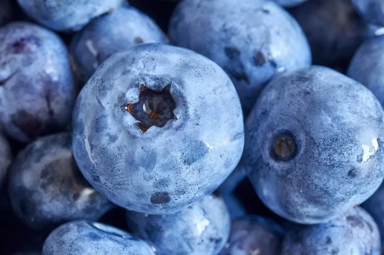 Extreme close up picture of ripe and fresh blueberries, shallow depth of field.