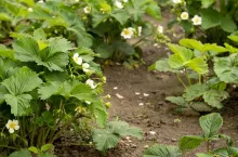 Strawberry plant. Blossoming of strawberry. Wild stawberry bushes. Strawberries in growth at garden