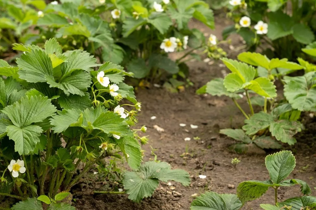 Strawberry plant. Blossoming of strawberry. Wild stawberry bushes. Strawberries in growth at garden