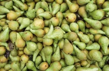 Green pears. Fresh pears