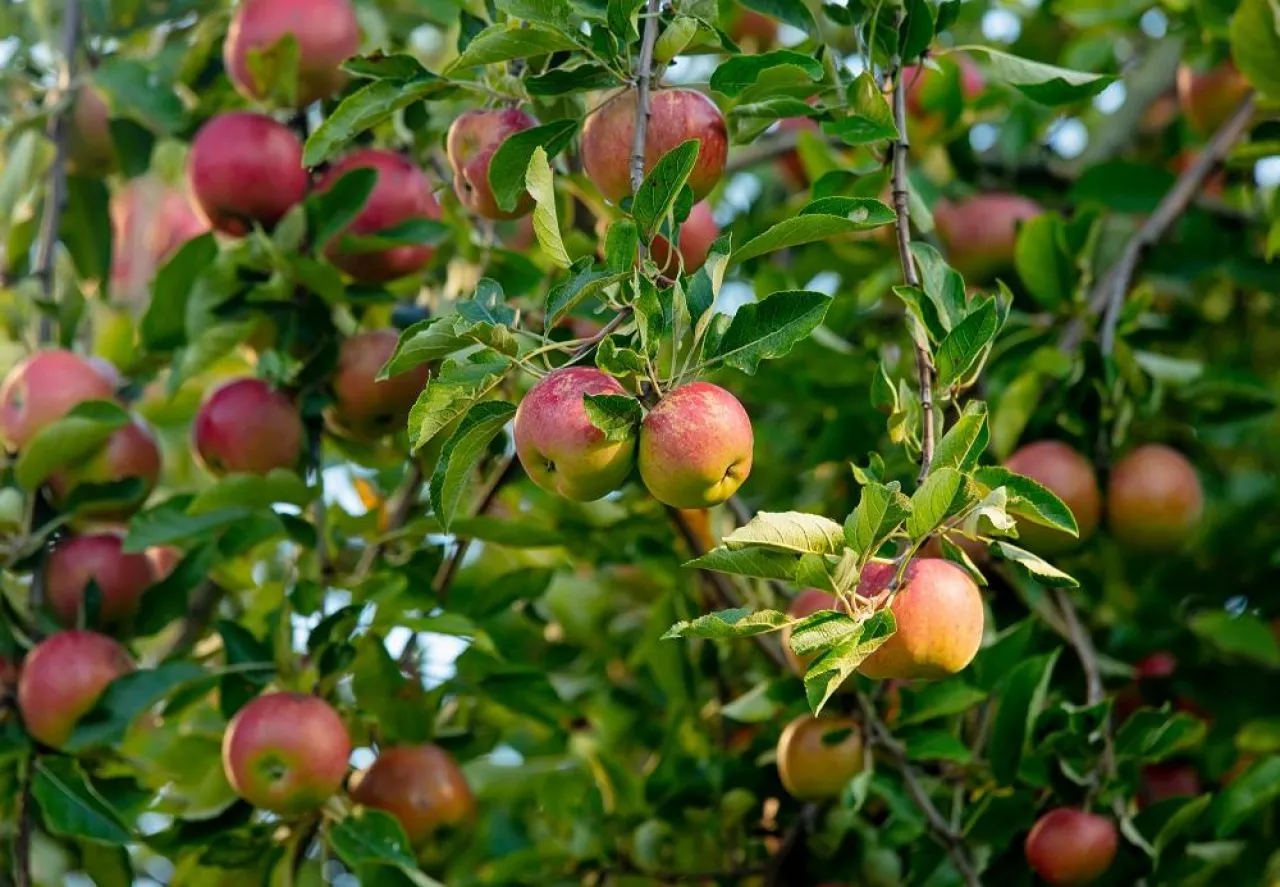 Red apple tree with apples in autumn