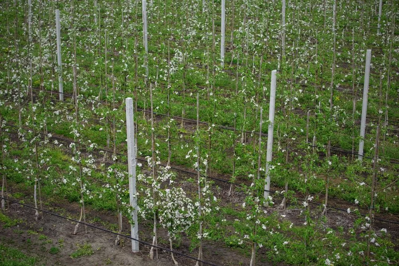 Little blooming apple trees in spring in orchard. Bushes with white flowers on smart farm