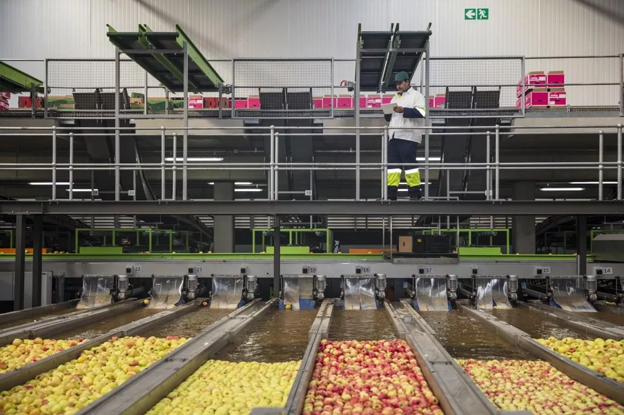 Worker checking apple washing process