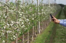 Fruit trees in bloom, gardening and agriculture. Hands of millennial man with smartphone with blank screen monitoring plantations of apple trees with white flowers on farm field in spring, cropped