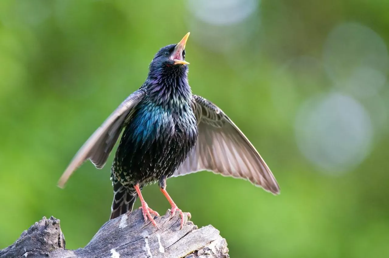 Common starling standing on a tree stump and calling
