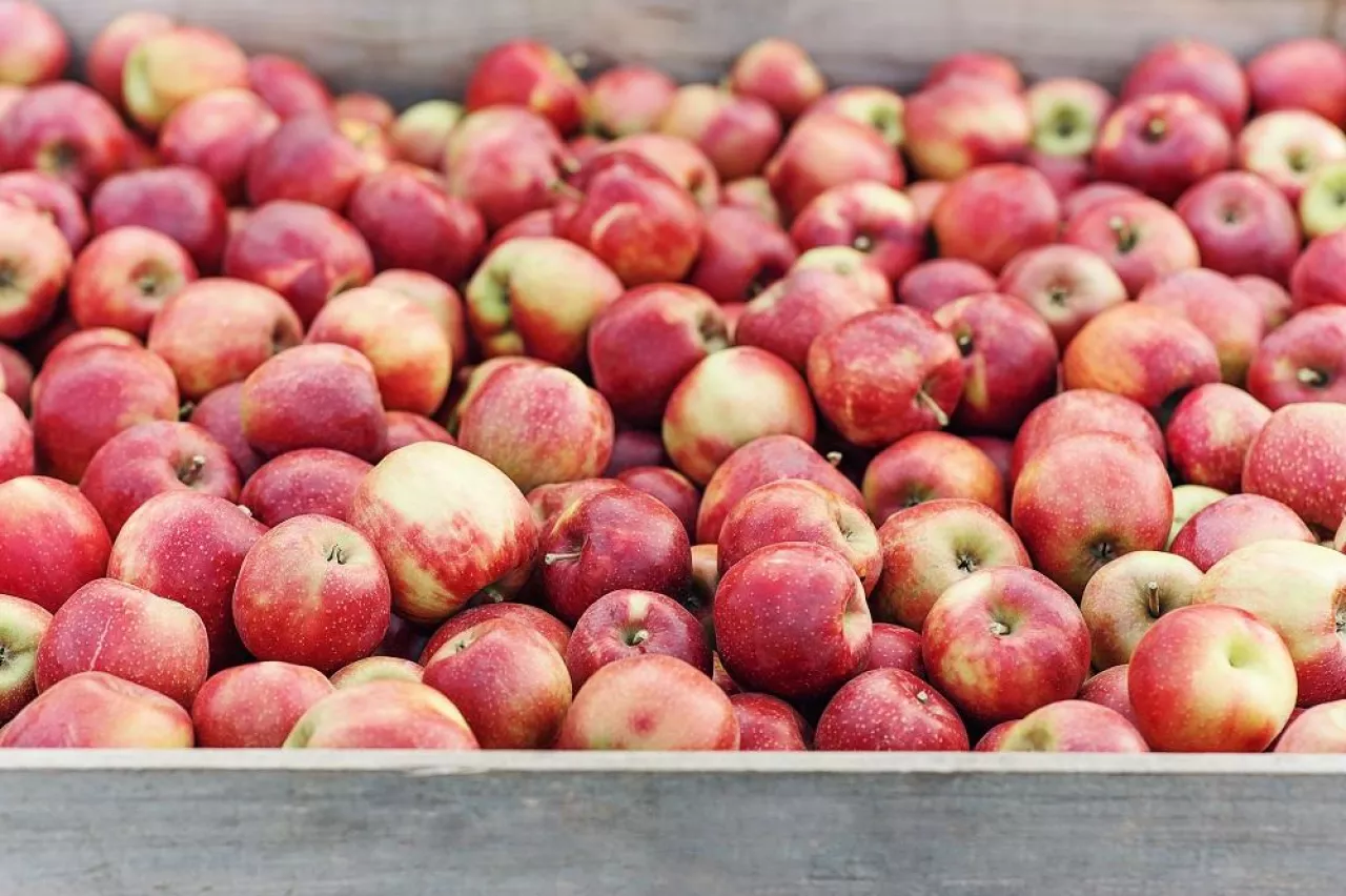 Rustic style, apples at farmers market, on counter or box. Seasonal business at summer and autumn. Many delicious fresh organic red fruits in farm, warehouse or store, outdoor, copy space, close up