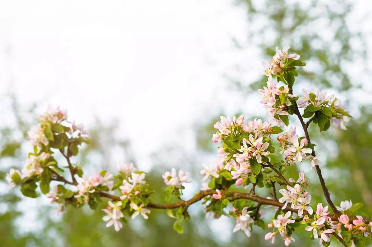 Apple branches bloom with pink and white petals. Spring, apple orchard, the beginning of a new life. Ecology, naturalness, wedding, romance, love