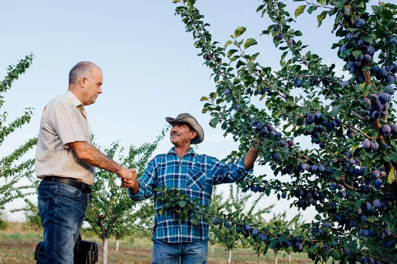 agribusiness concept, Farmers and businessman shaking hand on the plum orchard background. Success in agro business