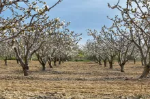 Flowering field of cherry trees in Girona province, Catalonia, Spain