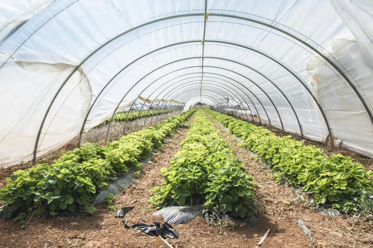 Strawberries in green house. Sunlight