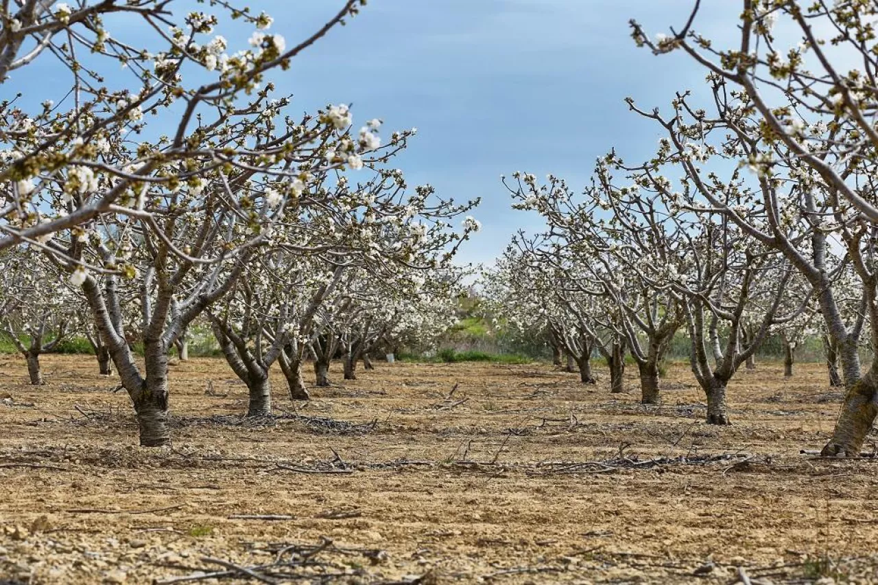 Flowering field of cherry trees in Girona province, Catalonia, Spain