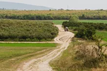 Red tractor on the road in the country side. Apple orchard. Hungary. Panoramic