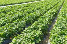 Green Strawberry field