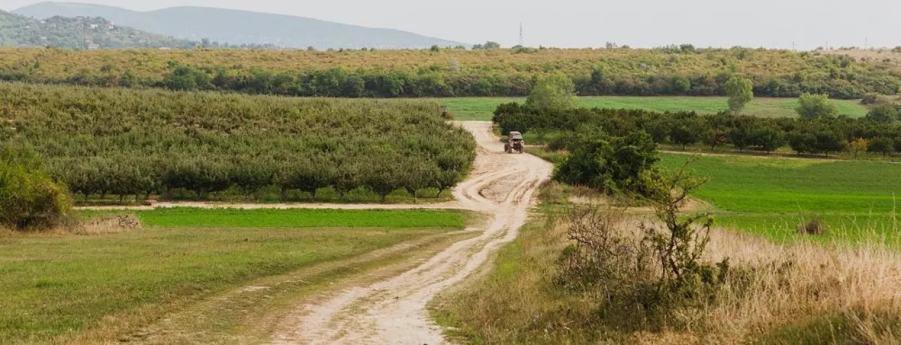 Red tractor on the road in the country side. Apple orchard. Hungary. Panoramic