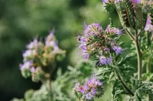 Lacy phacelia or Phacelia tanacetifolia flower in field. This plant is grown as a cover crop and bee attractant. Selective focus.