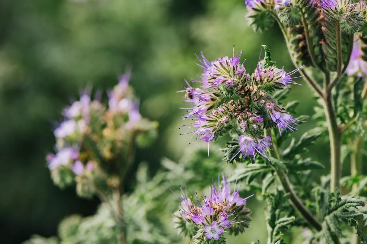 Lacy phacelia or Phacelia tanacetifolia flower in field. This plant is grown as a cover crop and bee attractant. Selective focus.