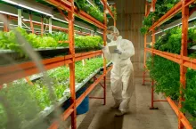 Agricultural engineer in protective workwear standing at vertical farm shelf and using tablet while controlling quality of greens
