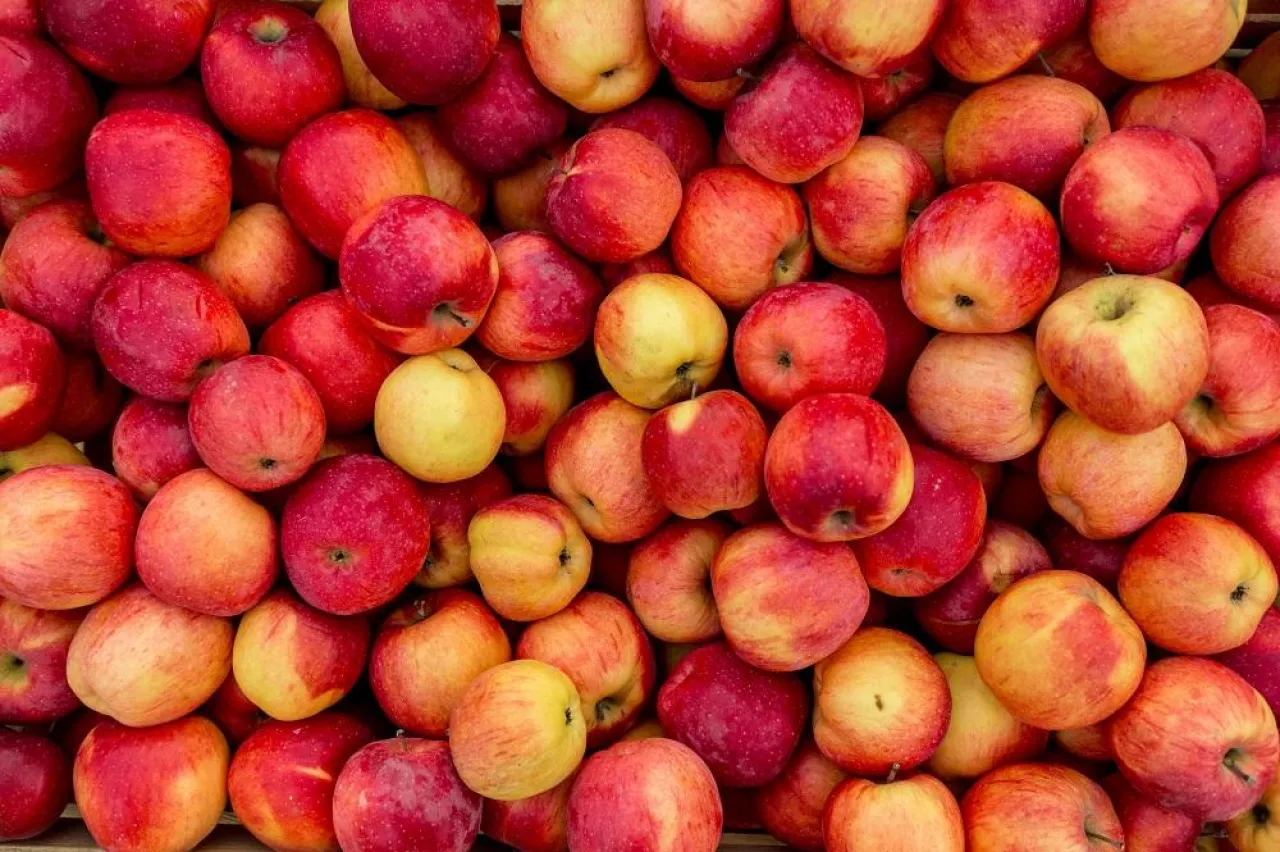 Closeup shot of fresh red and yellow apples
