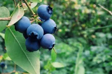 {”focusMode”:1,”deviceTilt”:0.06431022484833804,”qualityMode”:3,”macroEnabled”:true,”whiteBalanceProgram”:0} Processed with VSCOcam with g3 preset