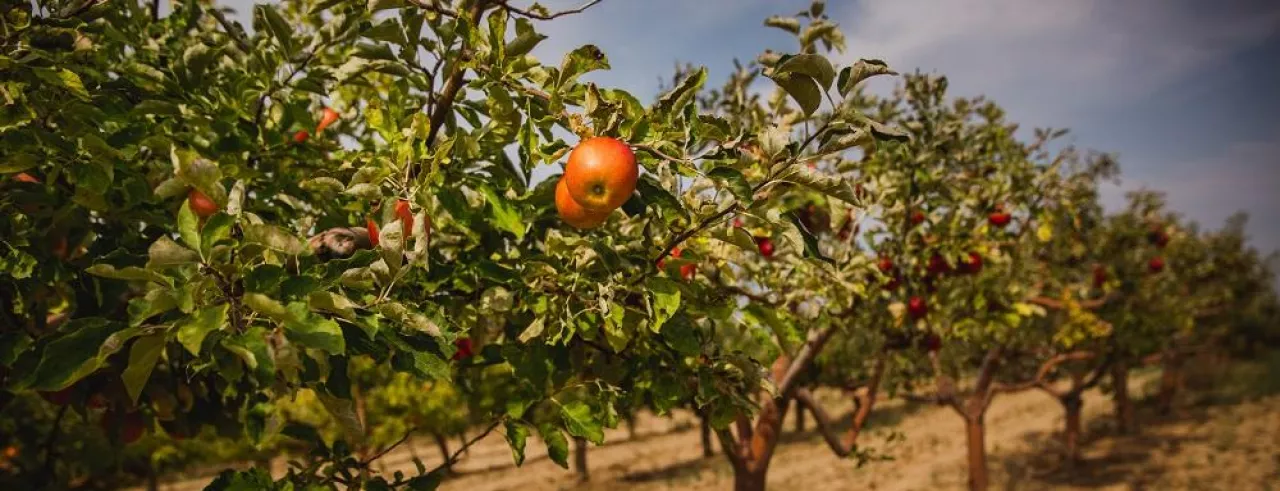 Organic apples hanging from a tree branch in an apple orchard, Autumn. Hungary
