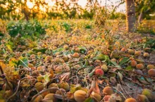 Consequences Of Hail In Fruit Garden. Peaches Fell From Tree During A Severe Thunderstorm With Hail.