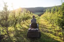A rear view of mature farmer driving mini tractor outdoors in orchard.