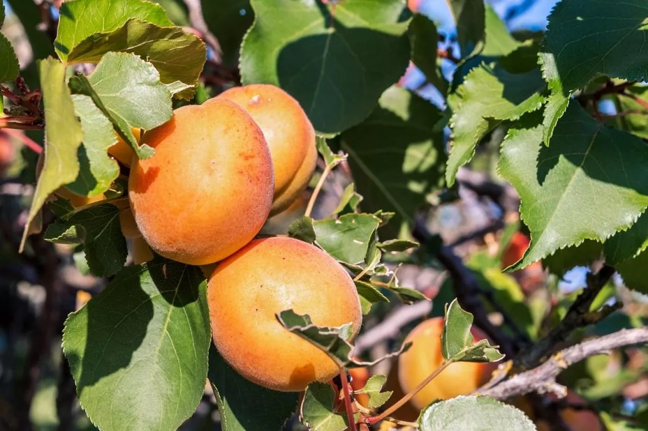 Close up of ripe Blenheim apricots on a branch in an orchard in Santa Clara valley, south San Francisco bay area, California
