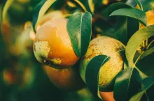 Fresh Green Pears On Pear Tree Branch, Bunch, Ready To Be Harvested. Late Summer Or Early Autumn Harvest