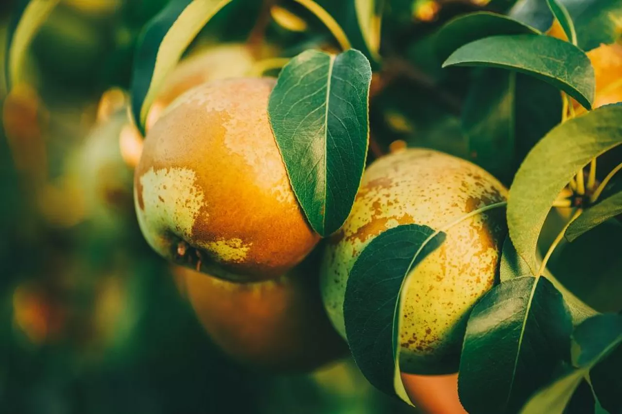 Fresh Green Pears On Pear Tree Branch, Bunch, Ready To Be Harvested. Late Summer Or Early Autumn Harvest