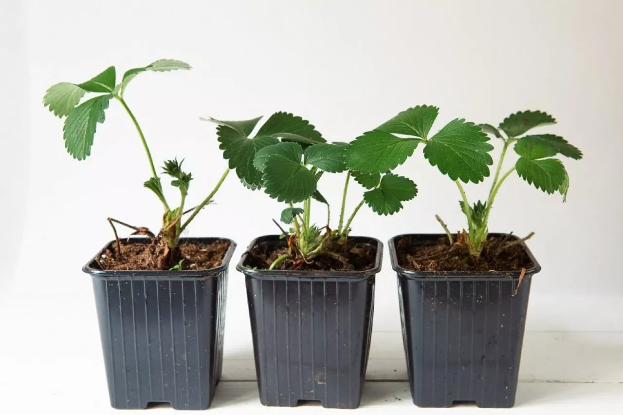 Strawberry seedlings in black glasses on the table on a gray background. Preparation for planting, growing natural berries in the garden.
