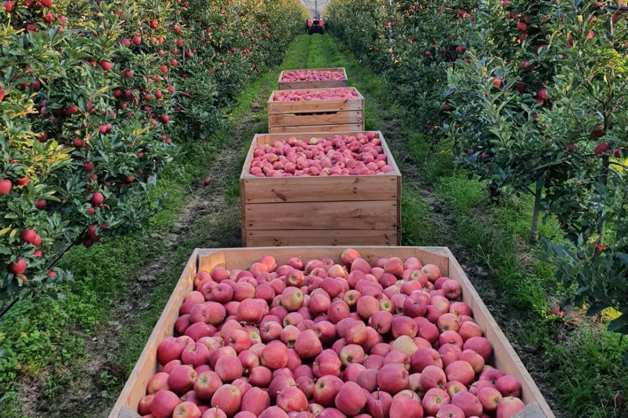 odmiana klubowa jabłek cameo