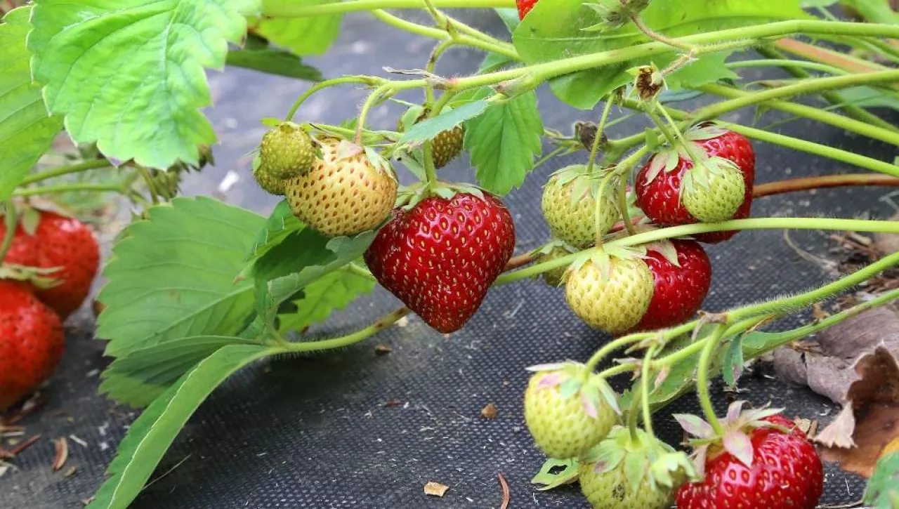Branch with strawberries in the garden
