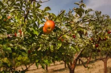 Organic apples hanging from a tree branch in an apple orchard, Autumn. Hungary
