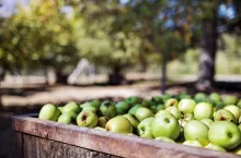 Granny Smith Apples In Crate At Orchard
