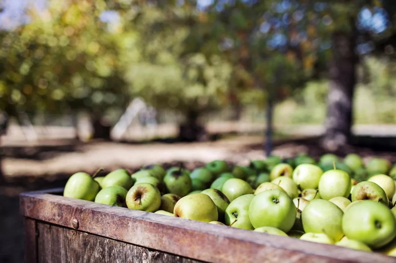 Granny Smith Apples In Crate At Orchard