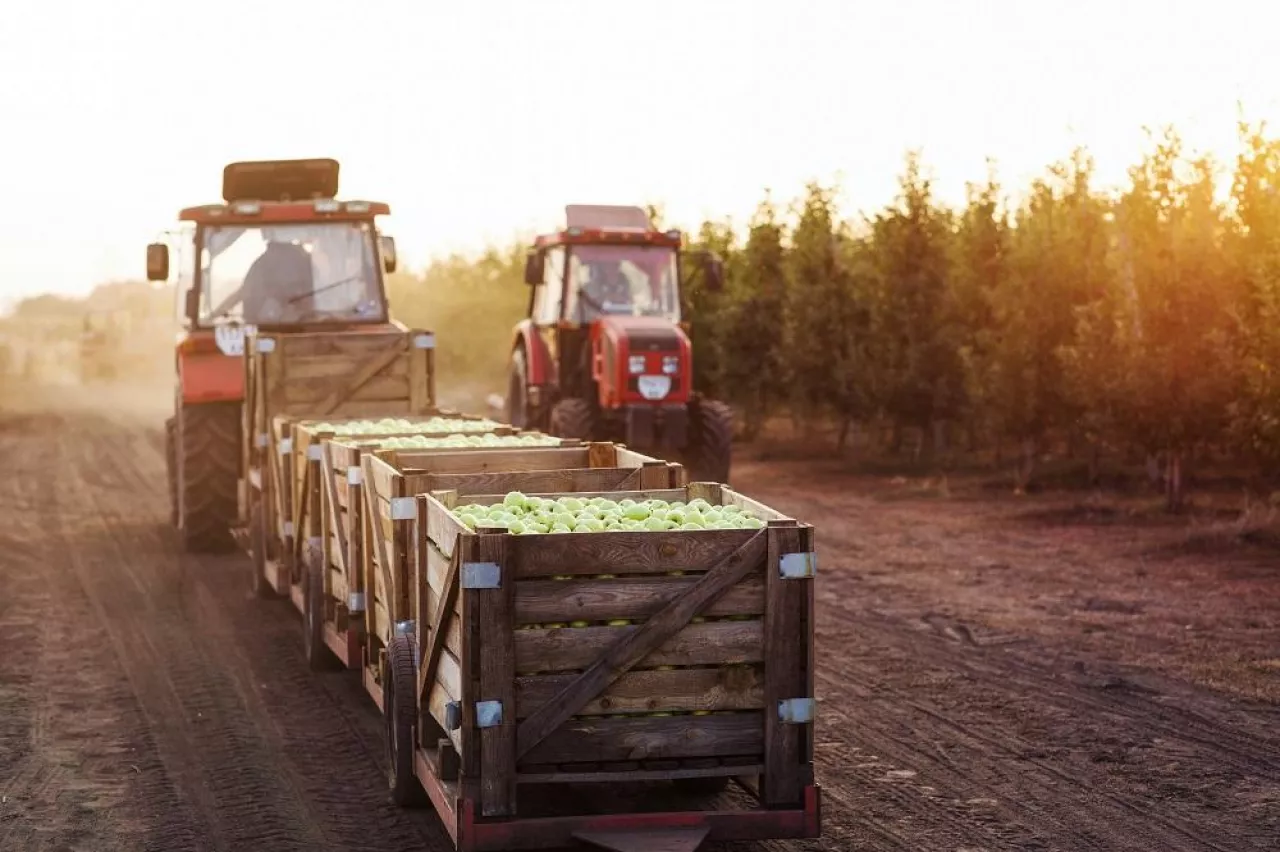 Modern eco farm, collect and delivery harvest of organic fruits to warehouse. Tractor with trailers carries green ripe apples in wooden boxes from eco village garden, outdoor, empty space, sun flare
