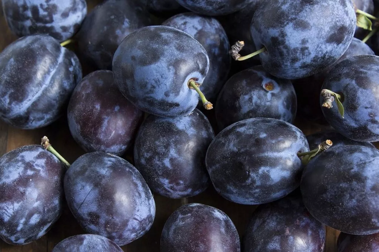 Ripe Plums as a Background.