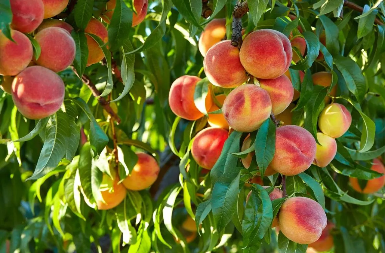 Branch of peach tree in closeup