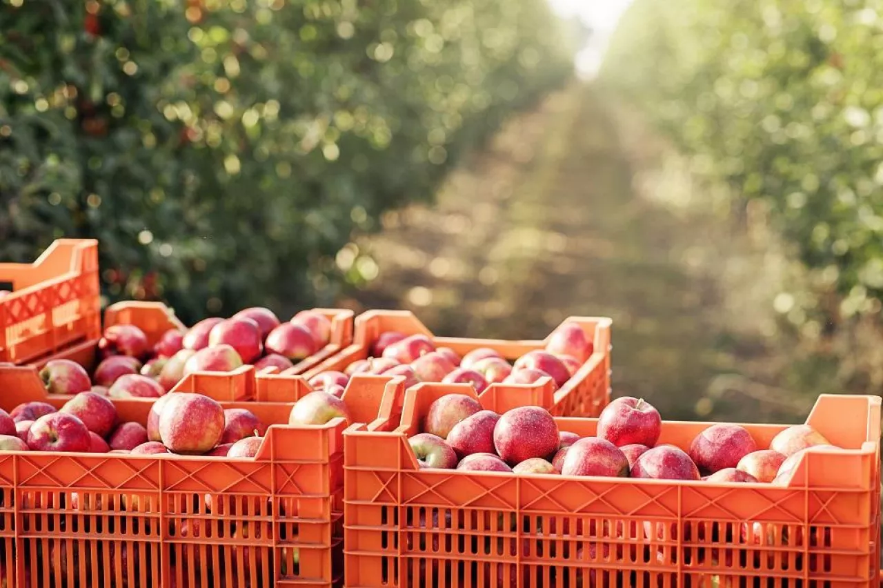 Apple farm, harvest in orchard. Organic business, work at garden and successful industry. Many boxes with delicious fresh red fruits on plantation on walkway in sun flare, outdoor, copy space, nobody